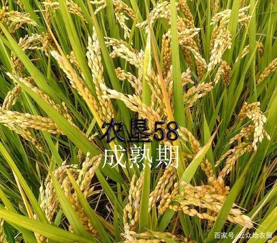 農墾人香椿樹，農墾58水稻品種